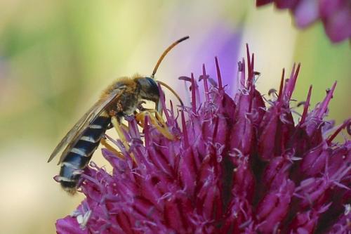 Réf. 246 059 : Halictus sexcinctus